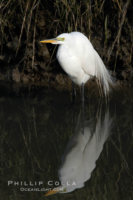 Great egret (white egret). Upper Newport Bay Ecological Reserve, Newport Beach, California, USA, Ardea alba, natural history stock photograph, photo id 15664