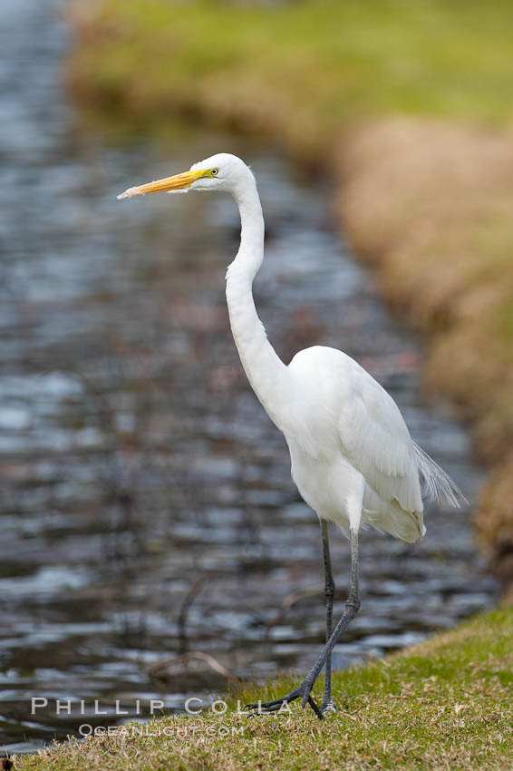 Great egret (white egret). Santee Lakes, California, USA, Ardea alba, natural history stock photograph, photo id 15660