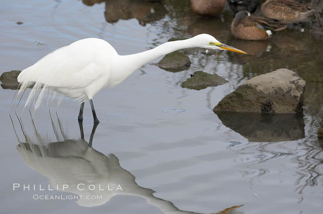 Great egret (white egret). Upper Newport Bay Ecological Reserve, Newport Beach, California, USA, Ardea alba, natural history stock photograph, photo id 15663