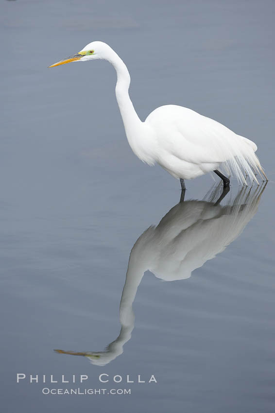 Great egret (white egret). Upper Newport Bay Ecological Reserve, Newport Beach, California, USA, Ardea alba, natural history stock photograph, photo id 15657