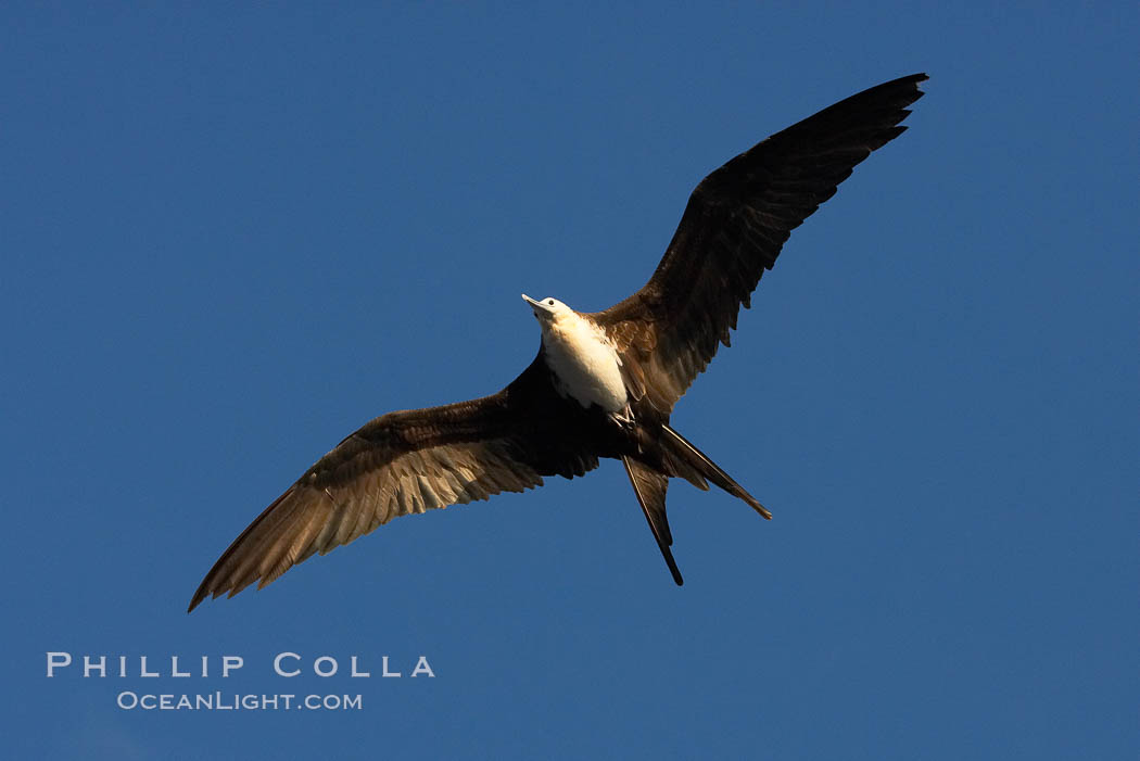 Great frigatebird, juvenile, in flight, rust-color neck identifies species.  Wolf Island. Galapagos Islands, Ecuador, Fregata minor, natural history stock photograph, photo id 16722