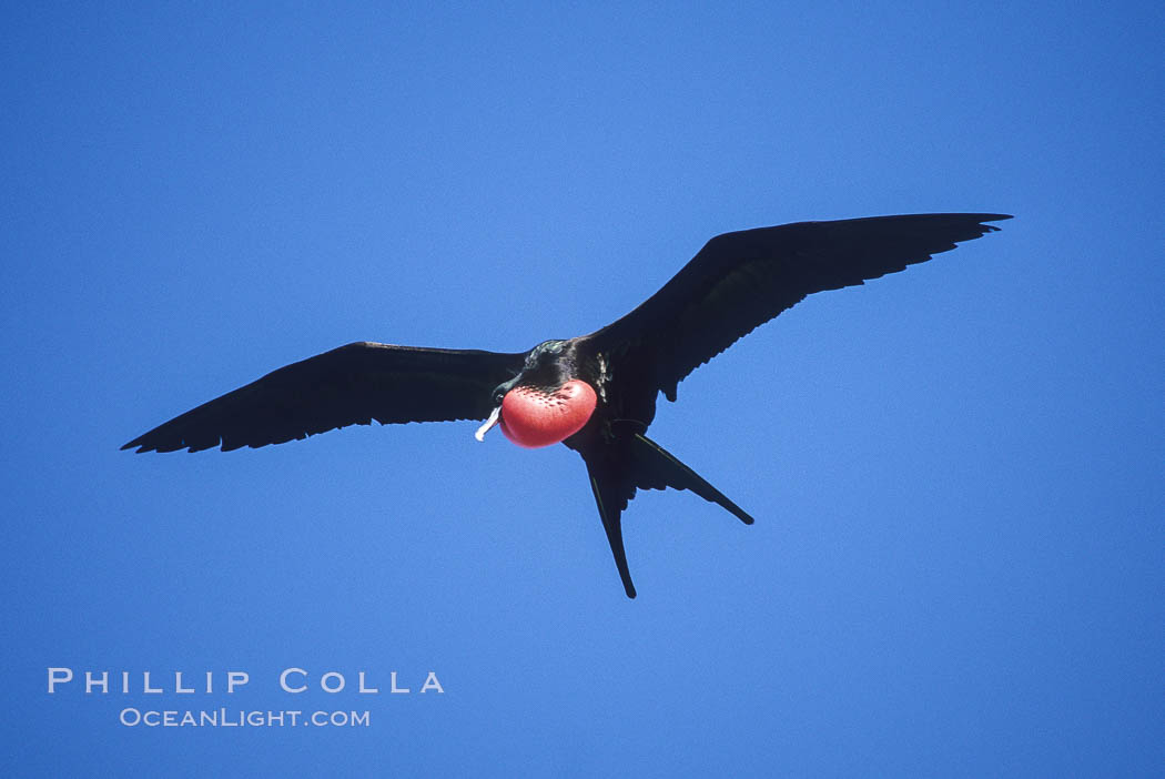 Great frigate bird (note green scapular feathers), adult male. North Seymour Island, Galapagos Islands, Ecuador, Fregata minor, natural history stock photograph, photo id 02272