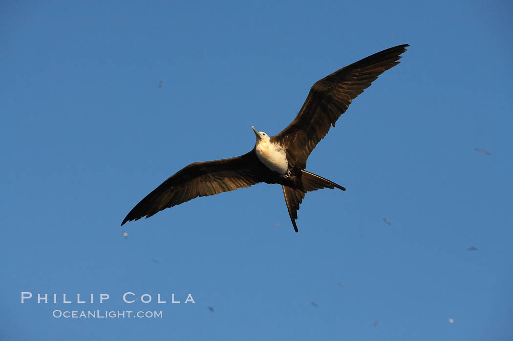 Great frigatebird, juvenile, in flight, rust-color neck identifies species.  Wolf Island. Galapagos Islands, Ecuador, Fregata minor, natural history stock photograph, photo id 16716