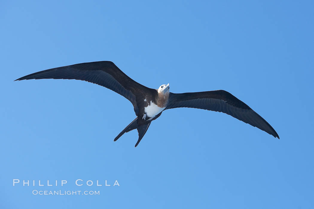 Great frigatebird, juvenile, in flight, rust-color neck identifies species.  Wolf Island. Galapagos Islands, Ecuador, Fregata minor, natural history stock photograph, photo id 16719