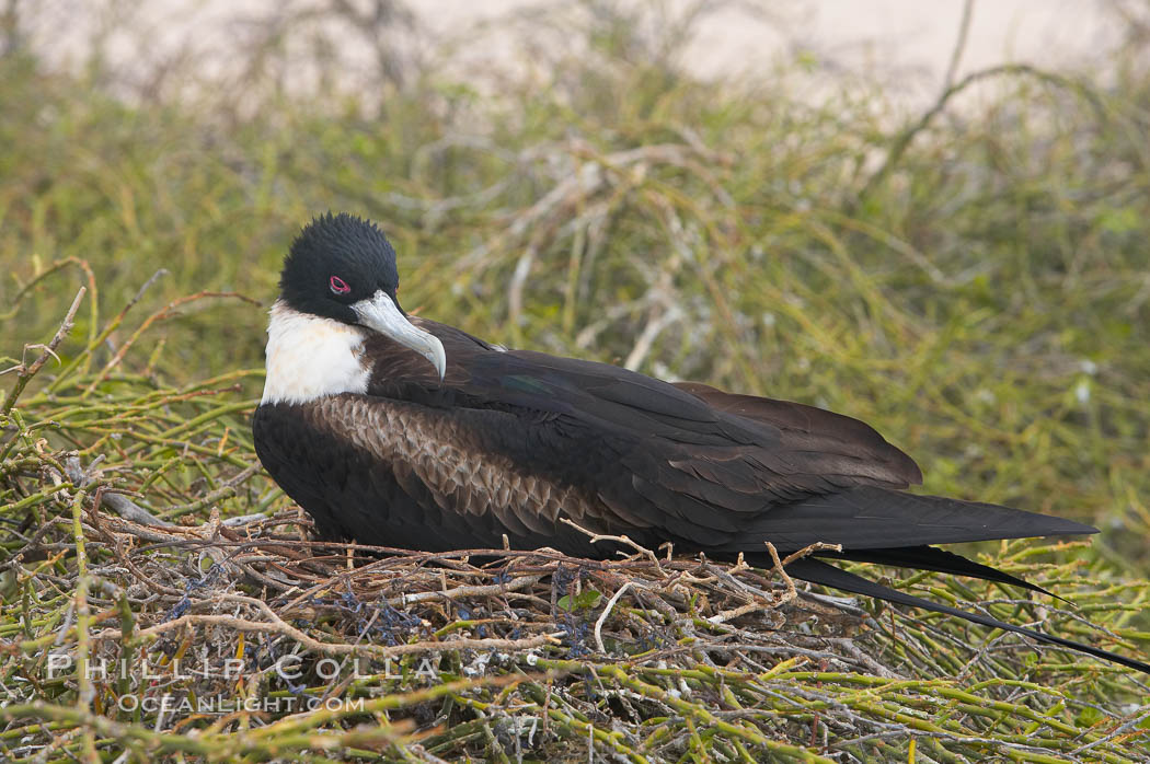 Great frigatebird, adult female, at the nest. North Seymour Island. Galapagos Islands, Ecuador, Fregata minor, natural history stock photograph, photo id 16718