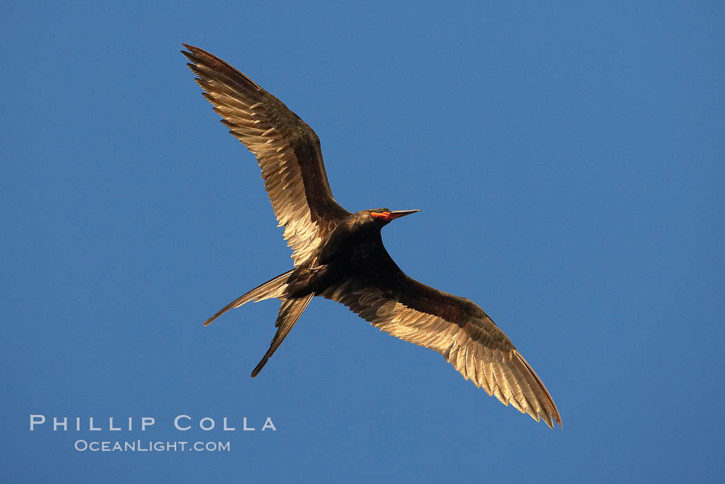 Great frigatebird, adult male, in flight,  green iridescence of scapular feathers identifying species.  Wolf Island. Galapagos Islands, Ecuador, Fregata minor, natural history stock photograph, photo id 16724