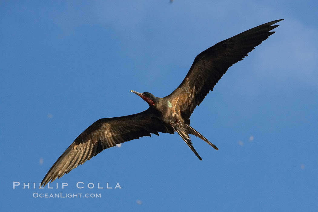 Great frigatebird, adult male, in flight,  green iridescence of scapular feathers identifying species.  Wolf Island. Galapagos Islands, Ecuador, Fregata minor, natural history stock photograph, photo id 16715