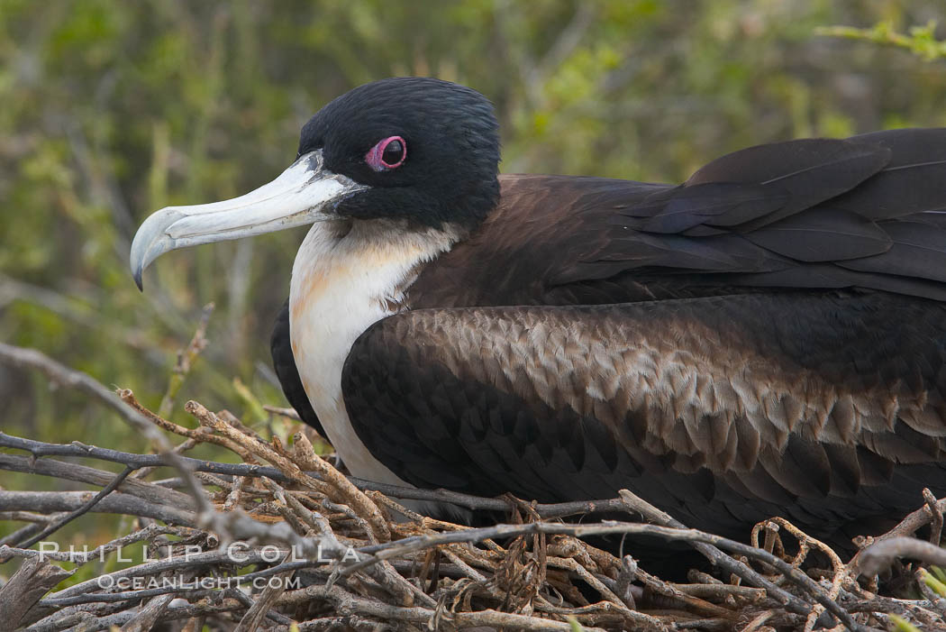 Great frigatebird, adult female, at the nest. North Seymour Island. Galapagos Islands, Ecuador, Fregata minor, natural history stock photograph, photo id 16709