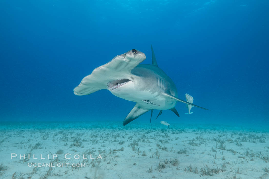 Great hammerhead shark. Bimini, Bahamas, Sphyrna mokarran, natural history stock photograph, photo id 31974