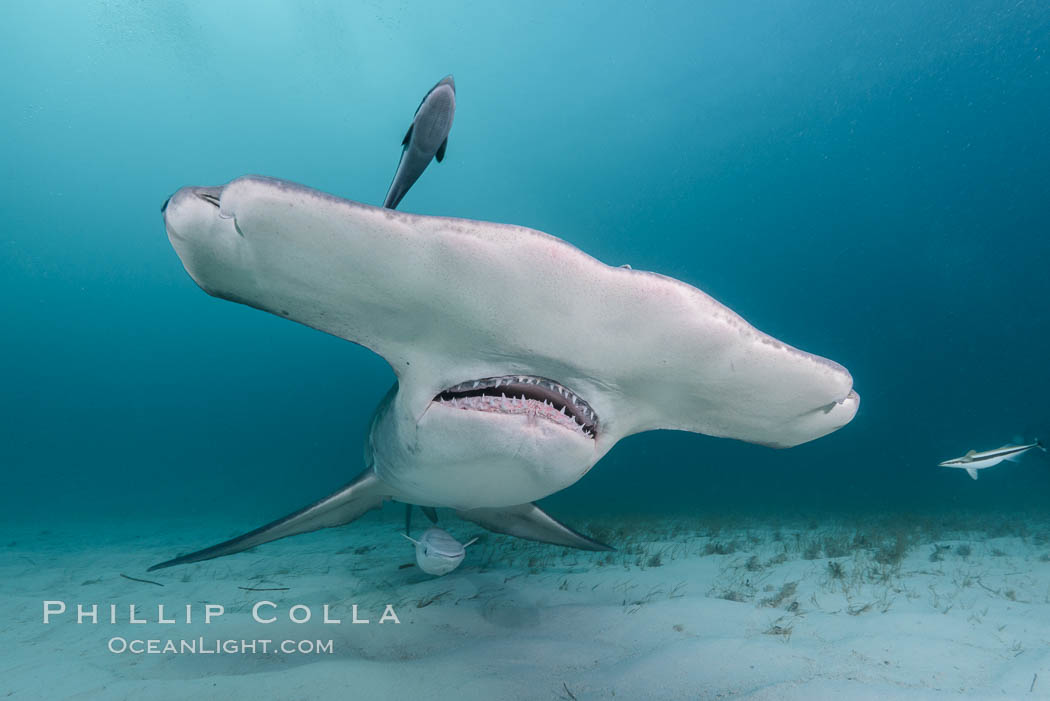 Great hammerhead shark. Bimini, Bahamas, Sphyrna mokarran, natural history stock photograph, photo id 31968