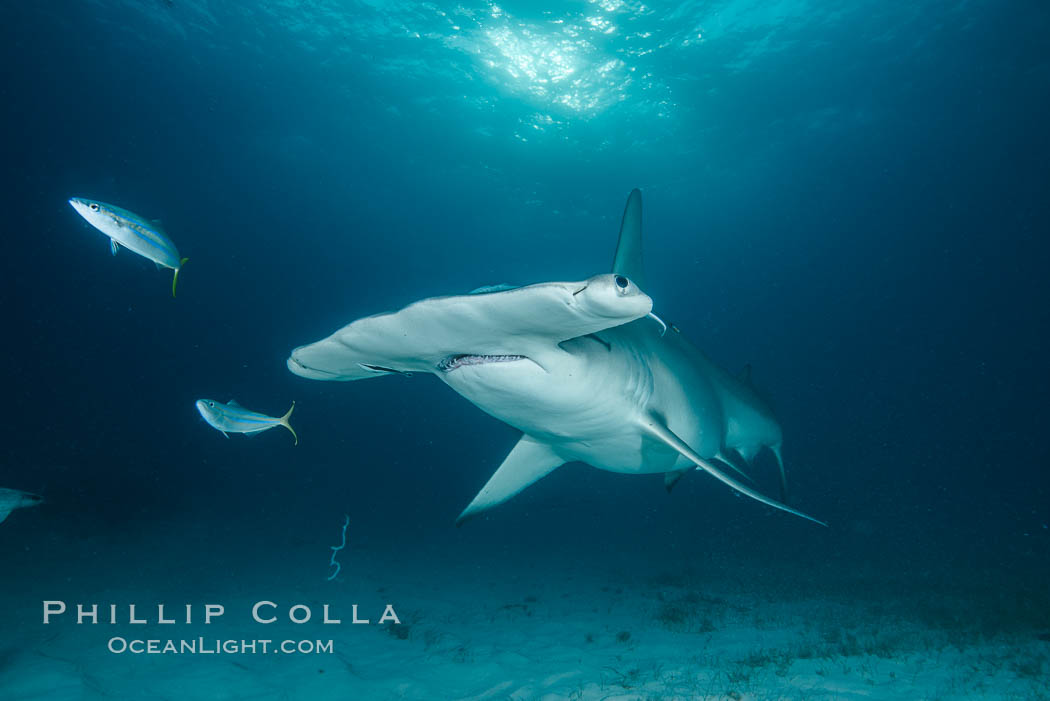 Great hammerhead shark. Bimini, Bahamas, Sphyrna mokarran, natural history stock photograph, photo id 31967