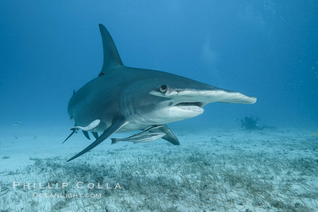 Great hammerhead shark. Bimini, Bahamas, Sphyrna mokarran, natural history stock photograph, photo id 31969