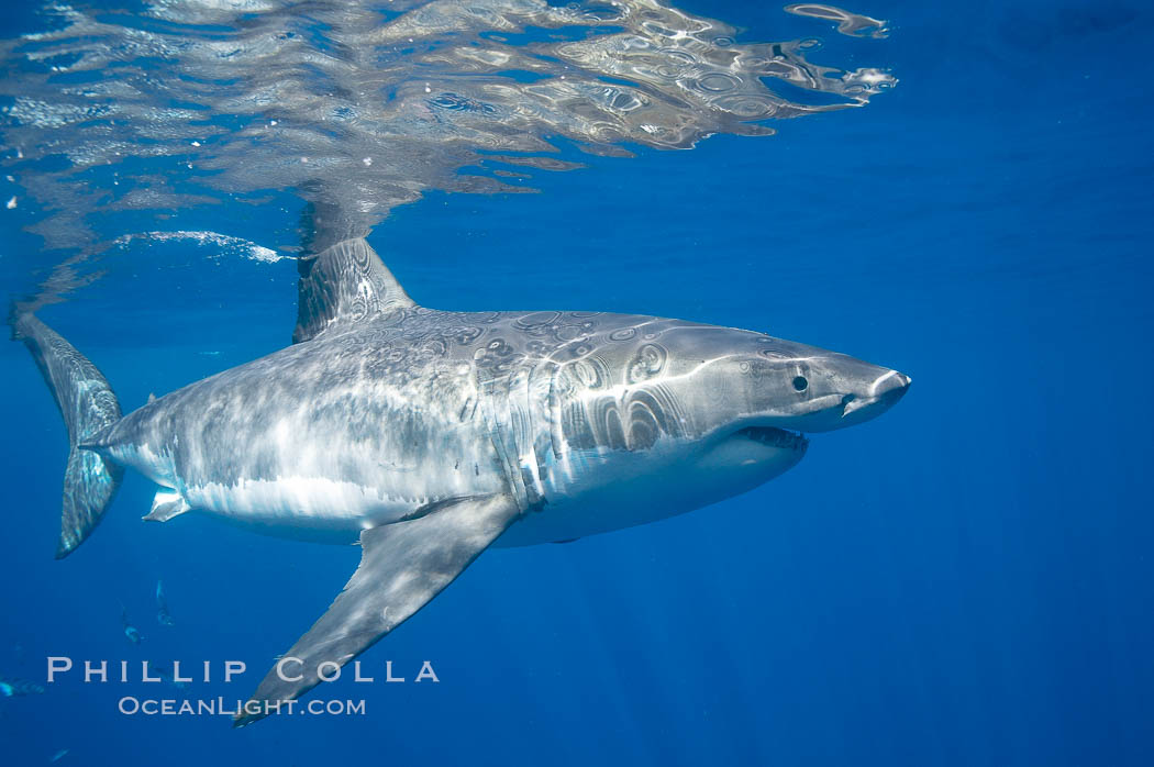 A great white shark swims through the clear waters of Isla Guadalupe, far offshore of the Pacific Coast of Mexico's Baja California. Guadalupe Island is host to a concentration of large great white sharks, which visit the island to feed on pinnipeds and use it as a staging area before journeying farther into the Pacific ocean. Guadalupe Island (Isla Guadalupe), Carcharodon carcharias, natural history stock photograph, photo id 19454