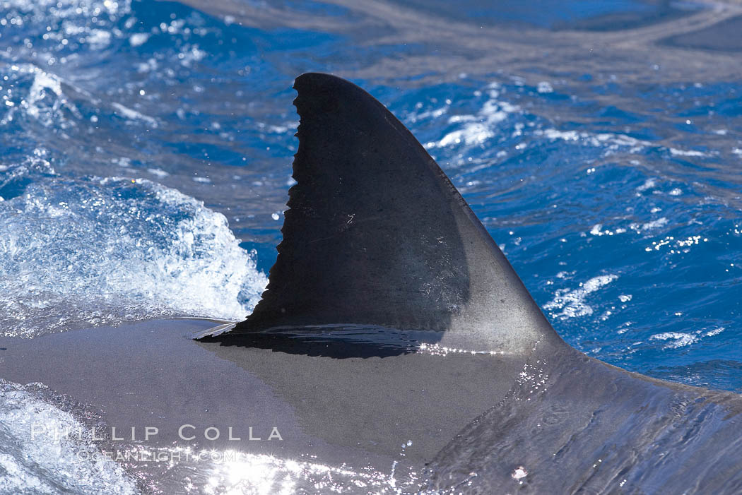 Dorsal fin of a great white shark breaks the surface as the shark swims just below. Guadalupe Island (Isla Guadalupe), Baja California, Mexico, Carcharodon carcharias, natural history stock photograph, photo id 19490