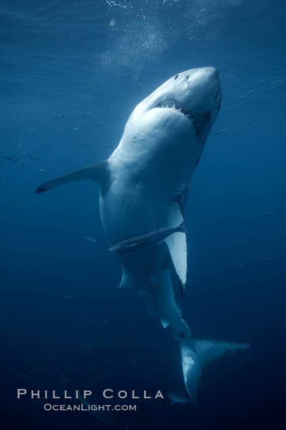 Great white shark, underwater. Guadalupe Island (Isla Guadalupe), Baja California, Mexico, Carcharodon carcharias, natural history stock photograph, photo id 21362