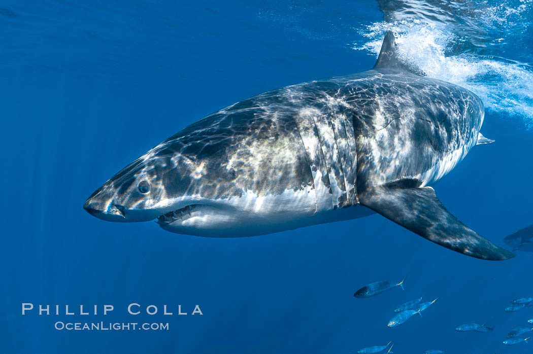 A great white shark swims through the clear waters of Isla Guadalupe, far offshore of the Pacific Coast of Baja California.  Guadalupe Island is host to a concentration of large great white sharks, which visit the island to feed on pinnipeds and tuna. Guadalupe Island (Isla Guadalupe), Mexico, Carcharodon carcharias, natural history stock photograph, photo id 07668