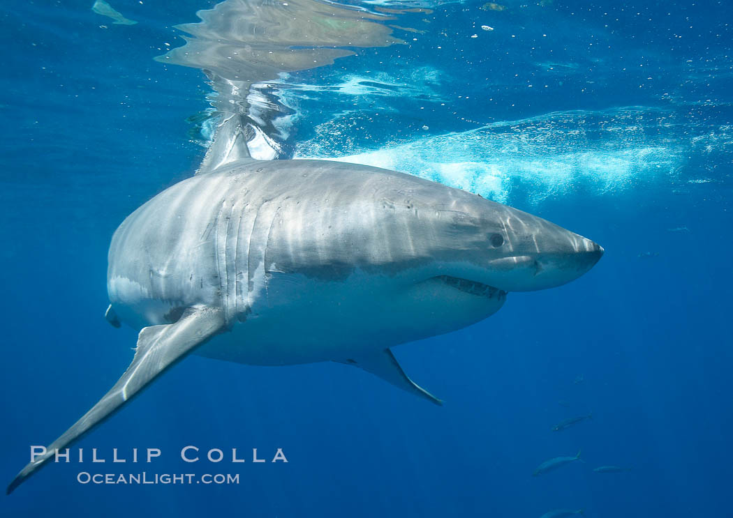 A great white shark is countershaded, with a dark gray dorsal color and light gray to white underside, making it more difficult for the shark's prey to see it as approaches from above or below in the water column.  The particular undulations of the countershading line along its side, where gray meets white, is unique to each shark and helps researchers to identify individual sharks in capture-recapture studies. Guadalupe Island is host to a relatively large population of great white sharks who, through a history of video and photographs showing their  countershading lines, are the subject of an ongoing study of shark behaviour, migration and population size. Guadalupe Island (Isla Guadalupe), Baja California, Mexico, Carcharodon carcharias, natural history stock photograph, photo id 19468
