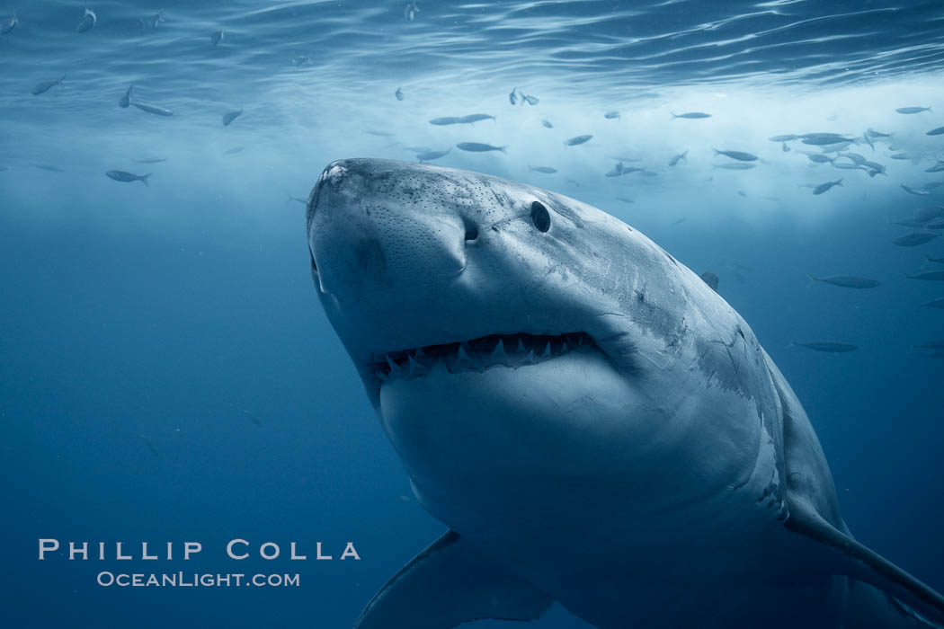 Great white shark, underwater. Guadalupe Island (Isla Guadalupe), Baja California, Mexico, Carcharodon carcharias, natural history stock photograph, photo id 21360