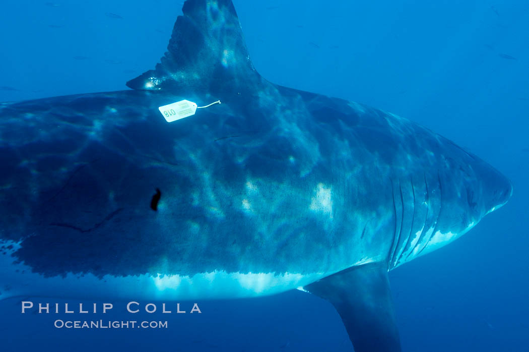 A great white shark bearing a white plastic researcher's identification ID tag near its dorsal fin swims through the clear waters of Isla Guadalupe, far offshore of the Pacific Coast of Baja California.  Guadalupe Island is host to a concentration of large great white sharks, which visit the island to feed on pinnipeds and tuna. Guadalupe Island (Isla Guadalupe), Mexico, Carcharodon carcharias, natural history stock photograph, photo id 07739