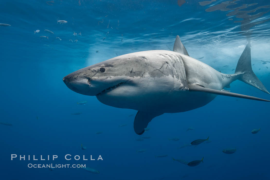 Great white shark, underwater. Guadalupe Island (Isla Guadalupe), Baja California, Mexico, Carcharodon carcharias, natural history stock photograph, photo id 21361