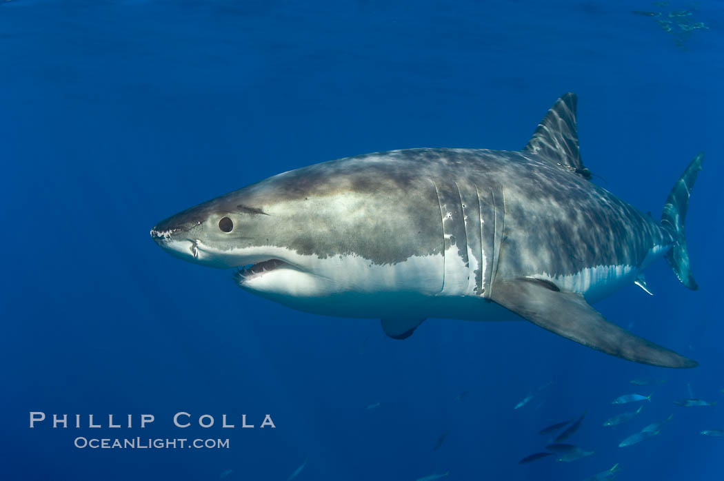 A great white shark swims through the clear waters of Isla Guadalupe, far offshore of the Pacific Coast of Baja California.  Guadalupe Island is host to a concentration of large great white sharks, which visit the island to feed on pinnipeds and tuna. Guadalupe Island (Isla Guadalupe), Mexico, Carcharodon carcharias, natural history stock photograph, photo id 07666