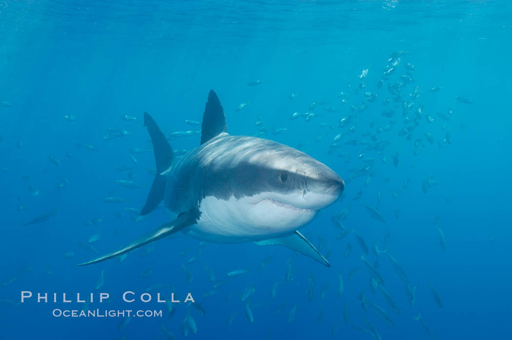 A great white shark underwater.  A large great white shark cruises the clear oceanic waters of Guadalupe Island (Isla Guadalupe). Baja California, Mexico, Carcharodon carcharias, natural history stock photograph, photo id 10110