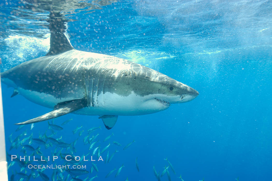 A great white shark underwater.  A large great white shark cruises the clear oceanic waters of Guadalupe Island (Isla Guadalupe)., Carcharodon carcharias, natural history stock photograph, photo id 10118