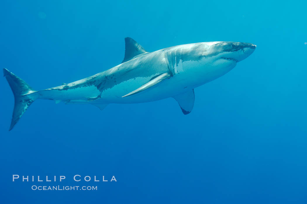 A great white shark underwater.  A large great white shark cruises the clear oceanic waters of Guadalupe Island (Isla Guadalupe). Baja California, Mexico, Carcharodon carcharias, natural history stock photograph, photo id 10122