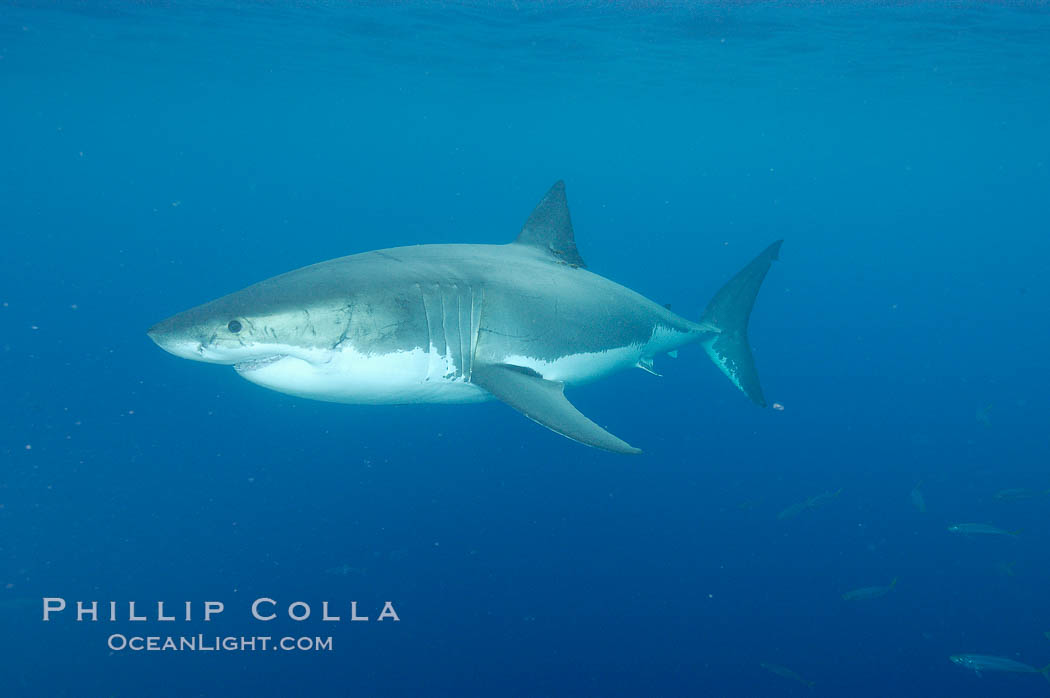 A great white shark underwater.  A large great white shark cruises the clear oceanic waters of Guadalupe Island (Isla Guadalupe). Baja California, Mexico, Carcharodon carcharias, natural history stock photograph, photo id 10126