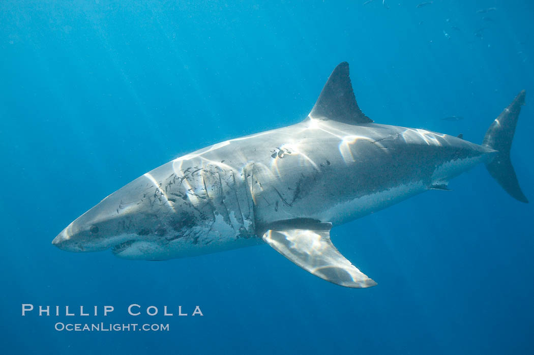 A great white shark shows scarring on the left side of its body, almost certainly the result of bites from another white shark.  Certain formidable prey, such as huge elephant seals who have claws and large jaws, can also inflict injuries on the shark during the course of an attack.  Such injuries, especially to the eyes or gills, could be fatal to the shark. In this case the shark has survived its injuries and the resulting scars are helping researchers identify this shark. Guadalupe Island (Isla Guadalupe), Baja California, Mexico, Carcharodon carcharias, natural history stock photograph, photo id 19482
