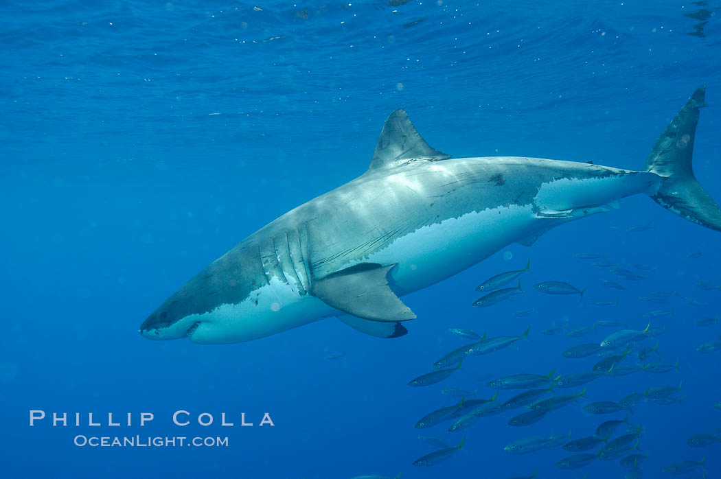 A great white shark underwater.  A large great white shark cruises the clear oceanic waters of Guadalupe Island (Isla Guadalupe)., Carcharodon carcharias, natural history stock photograph, photo id 10116