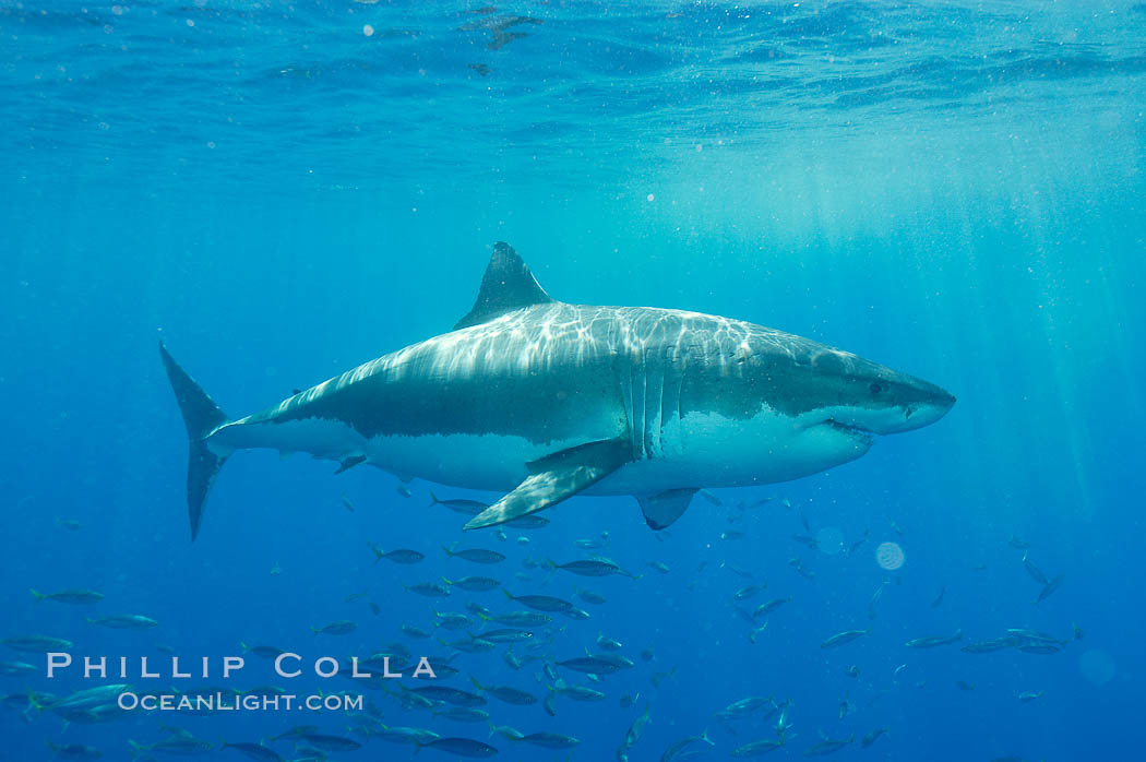 A great white shark underwater.  A large great white shark cruises the clear oceanic waters of Guadalupe Island (Isla Guadalupe). Baja California, Mexico, Carcharodon carcharias, natural history stock photograph, photo id 10120