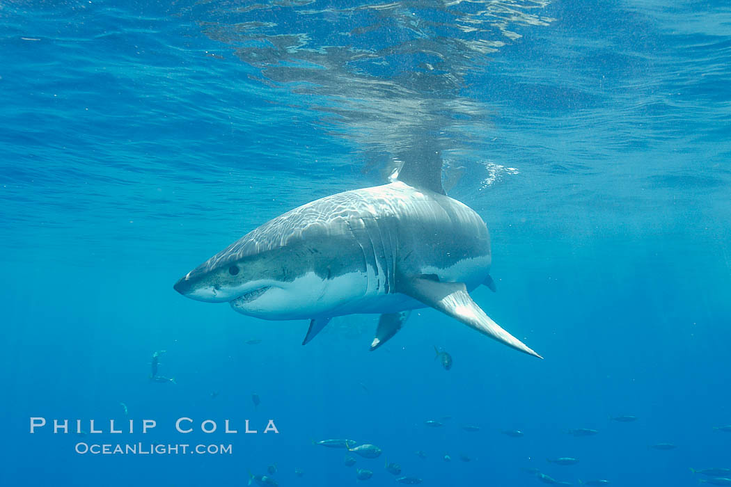 A great white shark underwater.  A large great white shark cruises the clear oceanic waters of Guadalupe Island (Isla Guadalupe). Baja California, Mexico, Carcharodon carcharias, natural history stock photograph, photo id 10128