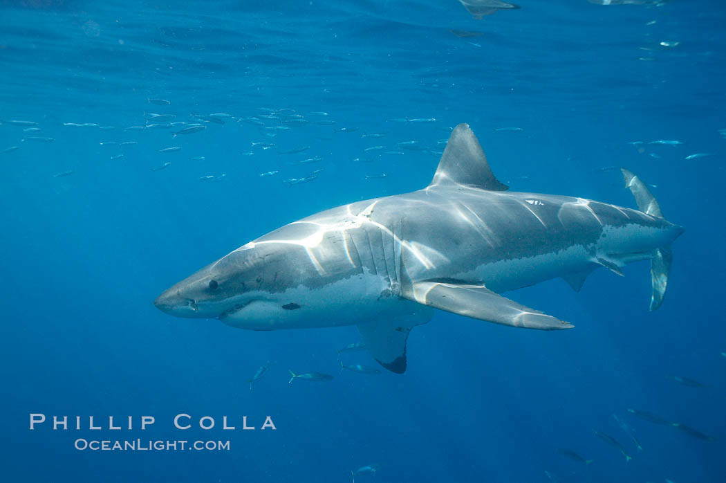 A great white shark is countershaded, with a dark gray dorsal color and light gray to white underside, making it more difficult for the shark's prey to see it as approaches from above or below in the water column.  The particular undulations of the countershading line along its side, where gray meets white, is unique to each shark and helps researchers to identify individual sharks in capture-recapture studies. Guadalupe Island is host to a relatively large population of great white sharks who, through a history of video and photographs showing their  countershading lines, are the subject of an ongoing study of shark behaviour, migration and population size. Guadalupe Island (Isla Guadalupe), Baja California, Mexico, Carcharodon carcharias, natural history stock photograph, photo id 19484