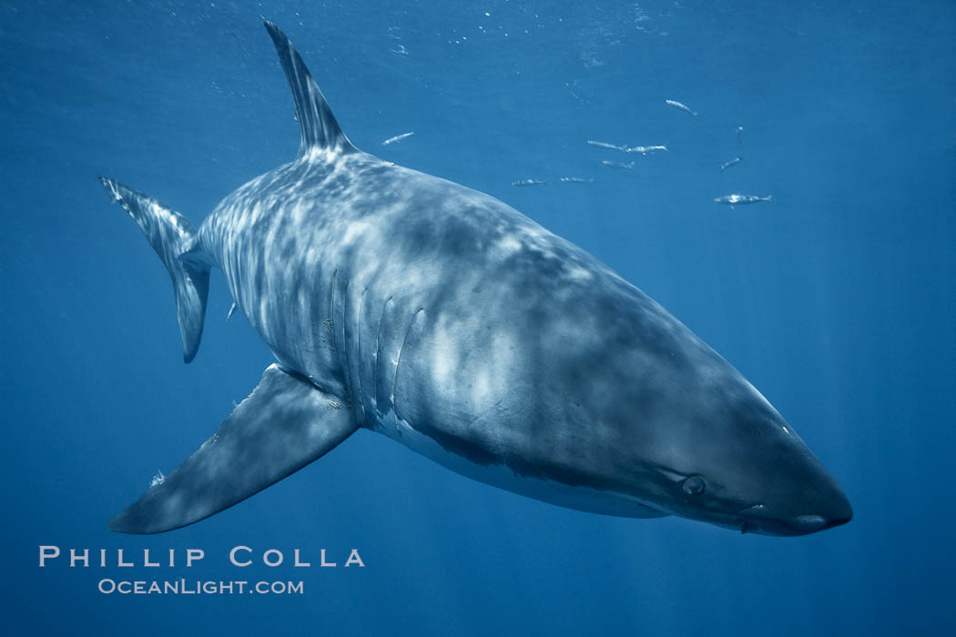 A great white shark swims underwater through the ocean at Guadalupe Island. Guadalupe Island (Isla Guadalupe), Baja California, Mexico, Carcharodon carcharias, natural history stock photograph, photo id 21348