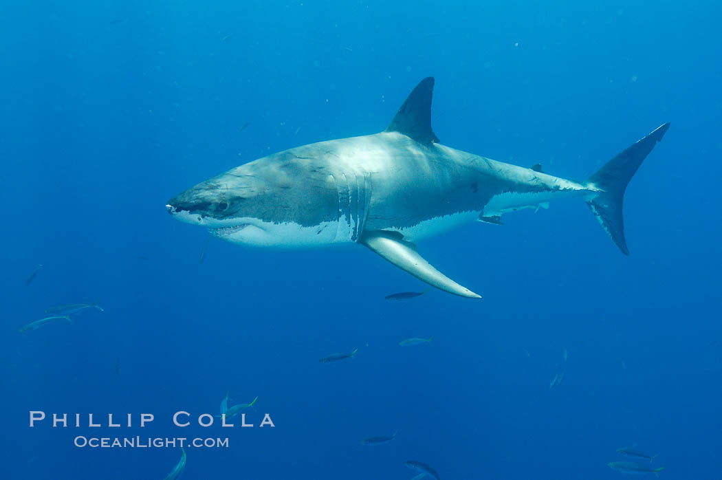 A great white shark underwater.  A large great white shark cruises the clear oceanic waters of Guadalupe Island (Isla Guadalupe). Baja California, Mexico, Carcharodon carcharias, natural history stock photograph, photo id 10123