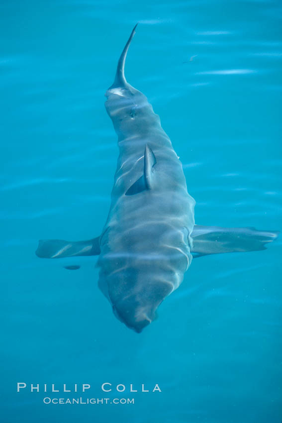 A great white shark swims just below the rippled ocean surface of Isla Guadalupe, far offshore of the Pacific Coast of Baja California. Guadalupe Island (Isla Guadalupe), Mexico, Carcharodon carcharias, natural history stock photograph, photo id 07721