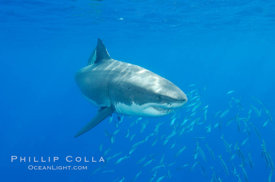 A great white shark underwater.  A large great white shark cruises the clear oceanic waters of Guadalupe Island (Isla Guadalupe). Baja California, Mexico, Carcharodon carcharias, natural history stock photograph, photo id 10113
