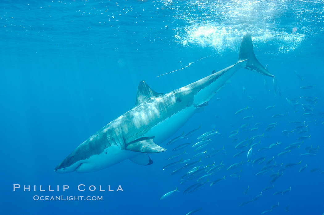A great white shark underwater.  A large great white shark cruises the clear oceanic waters of Guadalupe Island (Isla Guadalupe)., Carcharodon carcharias, natural history stock photograph, photo id 10117