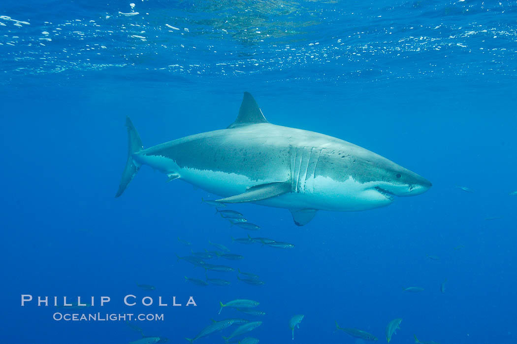 A great white shark underwater.  A large great white shark cruises the clear oceanic waters of Guadalupe Island (Isla Guadalupe). Baja California, Mexico, Carcharodon carcharias, natural history stock photograph, photo id 10121