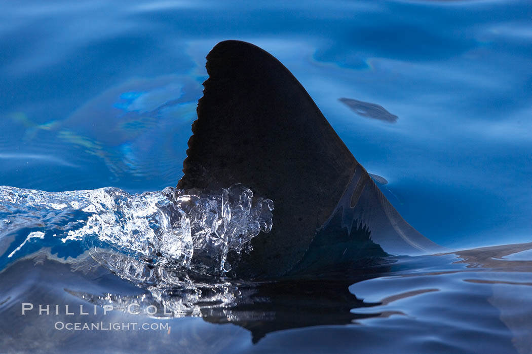 Dorsal fin of a great white shark breaks the surface as the shark swims just below. Guadalupe Island (Isla Guadalupe), Baja California, Mexico, Carcharodon carcharias, natural history stock photograph, photo id 19489