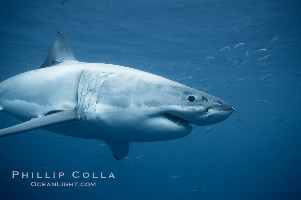 A great white shark swims underwater through the ocean at Guadalupe Island. Guadalupe Island (Isla Guadalupe), Baja California, Mexico, Carcharodon carcharias, natural history stock photograph, photo id 21349