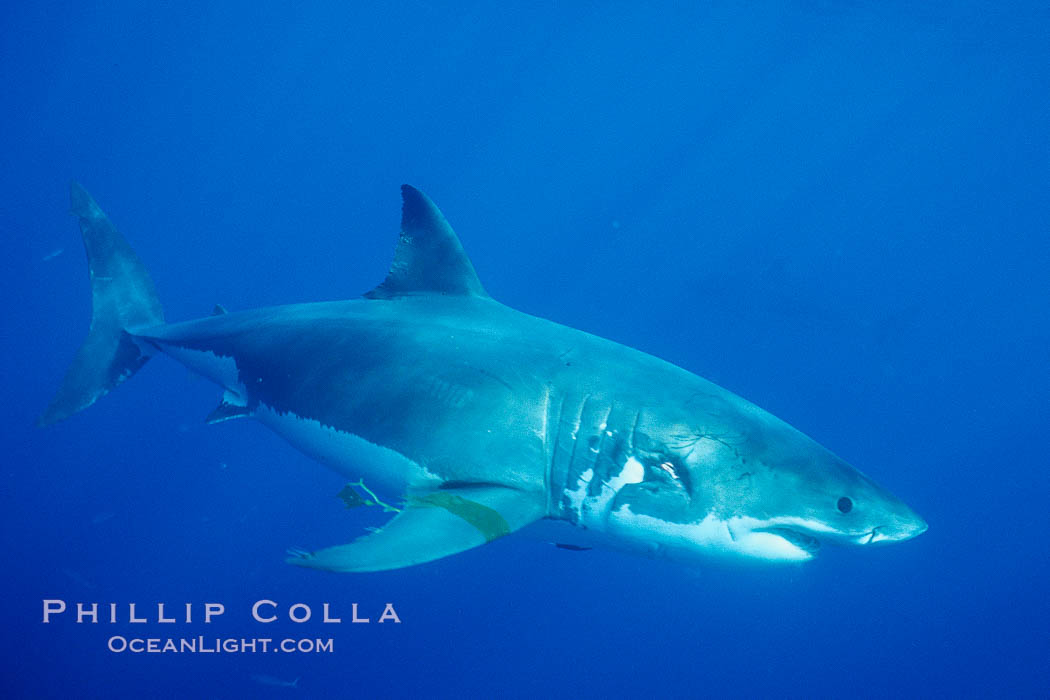 Great white shark, large bite wound across gills, likely from another white shark. Guadalupe Island (Isla Guadalupe), Baja California, Mexico, Carcharodon carcharias, natural history stock photograph, photo id 03538