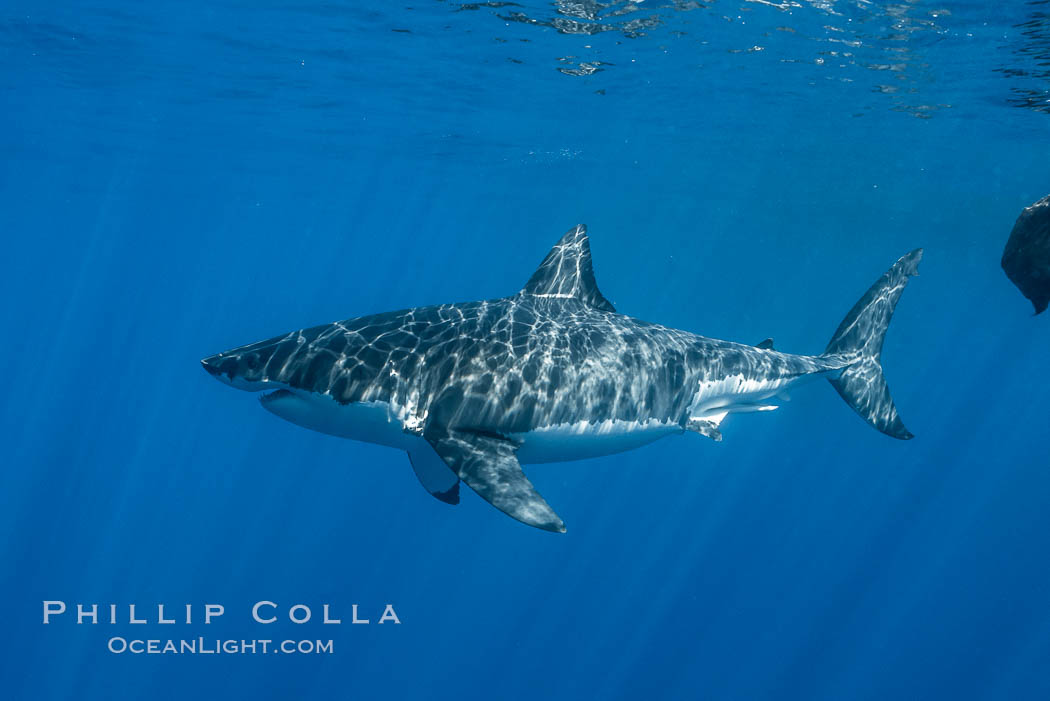 Great white shark, research identification photograph.  A great white shark is countershaded, with a dark gray dorsal color and light gray to white underside, making it more difficult for the shark's prey to see it as approaches from above or below in the water column. The particular undulations of the countershading line along its side, where gray meets white, is unique to each shark and helps researchers to identify individual sharks in capture-recapture studies. Guadalupe Island is host to a relatively large population of great white sharks who, through a history of video and photographs showing their countershading lines, are the subject of an ongoing study of shark behaviour, migration and population size. Guadalupe Island (Isla Guadalupe), Baja California, Mexico, Carcharodon carcharias, natural history stock photograph, photo id 28762