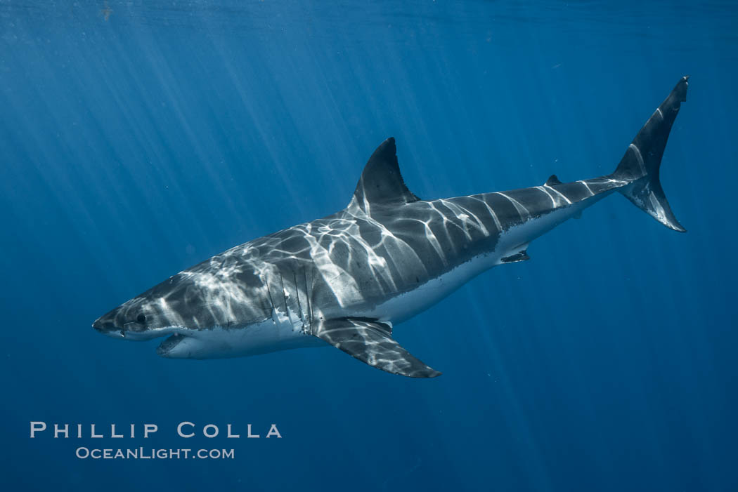 Great white shark, research identification photograph.  A great white shark is countershaded, with a dark gray dorsal color and light gray to white underside, making it more difficult for the shark's prey to see it as approaches from above or below in the water column. The particular undulations of the countershading line along its side, where gray meets white, is unique to each shark and helps researchers to identify individual sharks in capture-recapture studies. Guadalupe Island is host to a relatively large population of great white sharks who, through a history of video and photographs showing their countershading lines, are the subject of an ongoing study of shark behaviour, migration and population size. Guadalupe Island (Isla Guadalupe), Baja California, Mexico, Carcharodon carcharias, natural history stock photograph, photo id 28766