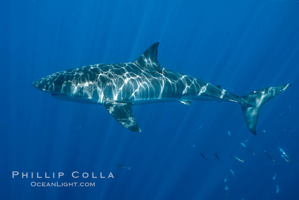 Great white shark, research identification photograph.  A great white shark is countershaded, with a dark gray dorsal color and light gray to white underside, making it more difficult for the shark's prey to see it as approaches from above or below in the water column. The particular undulations of the countershading line along its side, where gray meets white, is unique to each shark and helps researchers to identify individual sharks in capture-recapture studies. Guadalupe Island is host to a relatively large population of great white sharks who, through a history of video and photographs showing their countershading lines, are the subject of an ongoing study of shark behaviour, migration and population size. Guadalupe Island (Isla Guadalupe), Baja California, Mexico, Carcharodon carcharias, natural history stock photograph, photo id 28770
