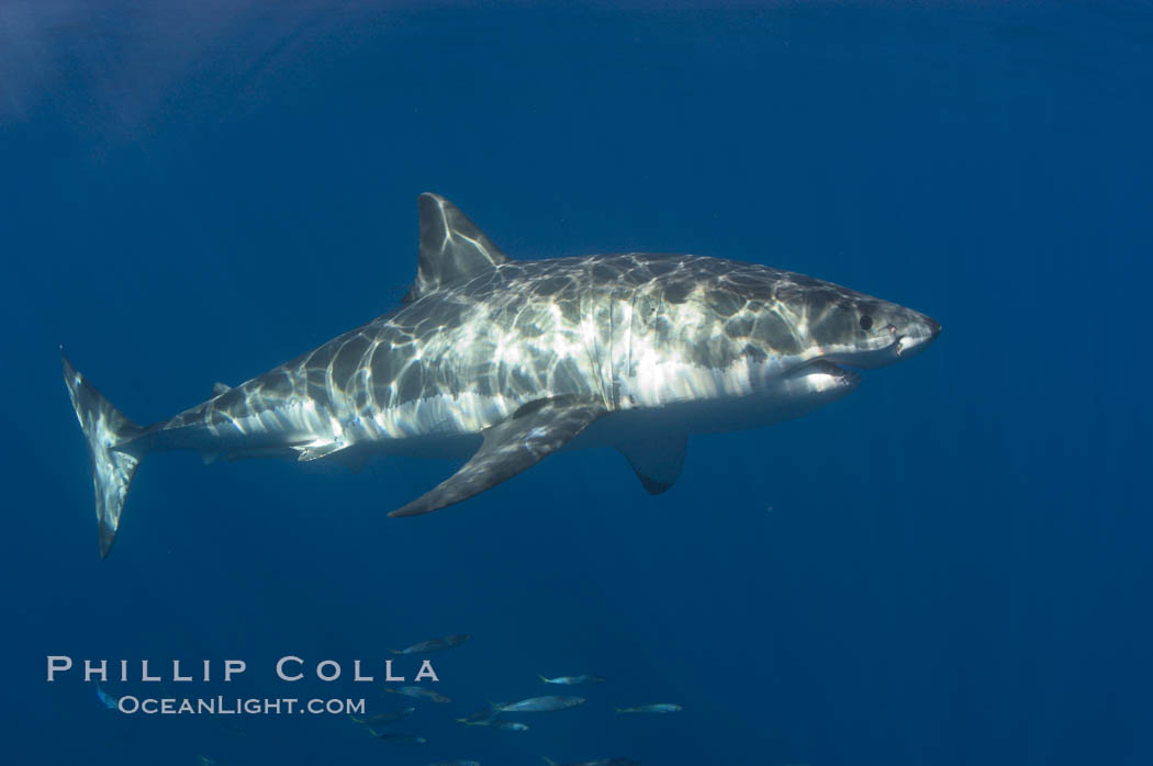 A great white shark swims through the clear waters of Isla Guadalupe, far offshore of the Pacific Coast of Baja California.  This individual is a male, not the prominant claspers (ventral caudal area).  Guadalupe Island is host to a concentration of large great white sharks, which visit the island to feed on pinnipeds and tuna. Guadalupe Island (Isla Guadalupe), Mexico, Carcharodon carcharias, natural history stock photograph, photo id 07670