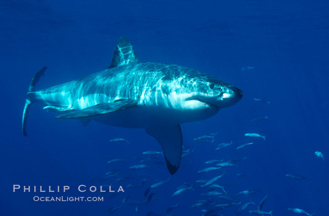 A great white shark swims through the clear waters of Isla Guadalupe, far offshore of the Pacific Coast of Baja California.  Guadalupe Island is host to a concentration of large great white sharks, which visit the island to feed on pinnipeds and tuna. Guadalupe Island (Isla Guadalupe), Mexico, Carcharodon carcharias, natural history stock photograph, photo id 07702