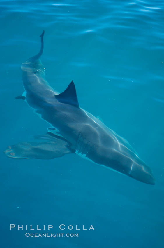 A great white shark swims just below the rippled ocean surface of Isla Guadalupe, far offshore of the Pacific Coast of Baja California. Guadalupe Island (Isla Guadalupe), Mexico, Carcharodon carcharias, natural history stock photograph, photo id 07722