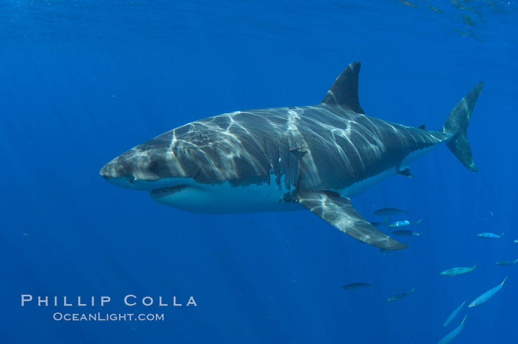 A great white shark swims through the clear waters of Isla Guadalupe, far offshore of the Pacific Coast of Baja California.  Guadalupe Island is host to a concentration of large great white sharks, which visit the island to feed on pinnipeds and tuna. Guadalupe Island (Isla Guadalupe), Mexico, Carcharodon carcharias, natural history stock photograph, photo id 07672